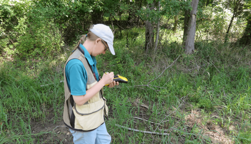 Wallace Montgomery: Cherry Hill Road Extension Wetland Mitigation