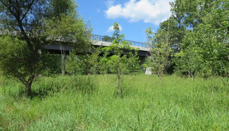 Wallace Montgomery: Cherry Hill Road Extension Wetland Mitigation