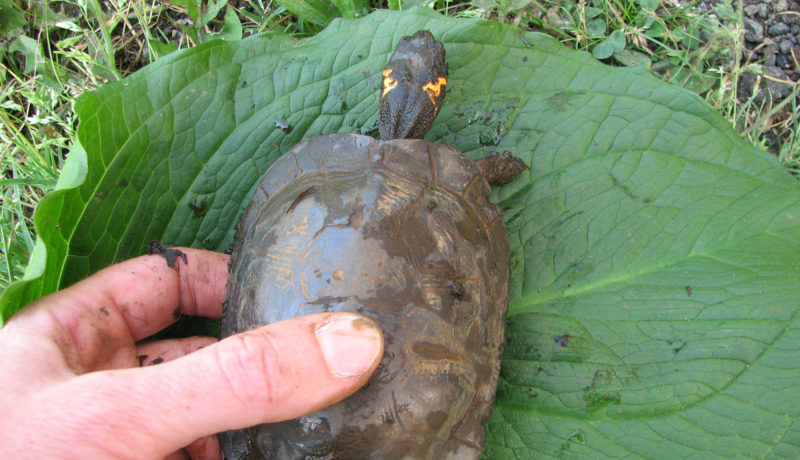 Wallace Montgomery: Hampstead Bypass Bog Turtle Habitat Management