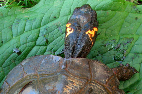 Wallace Montgomery: Hampstead Bypass Bog Turtle Habitat Management