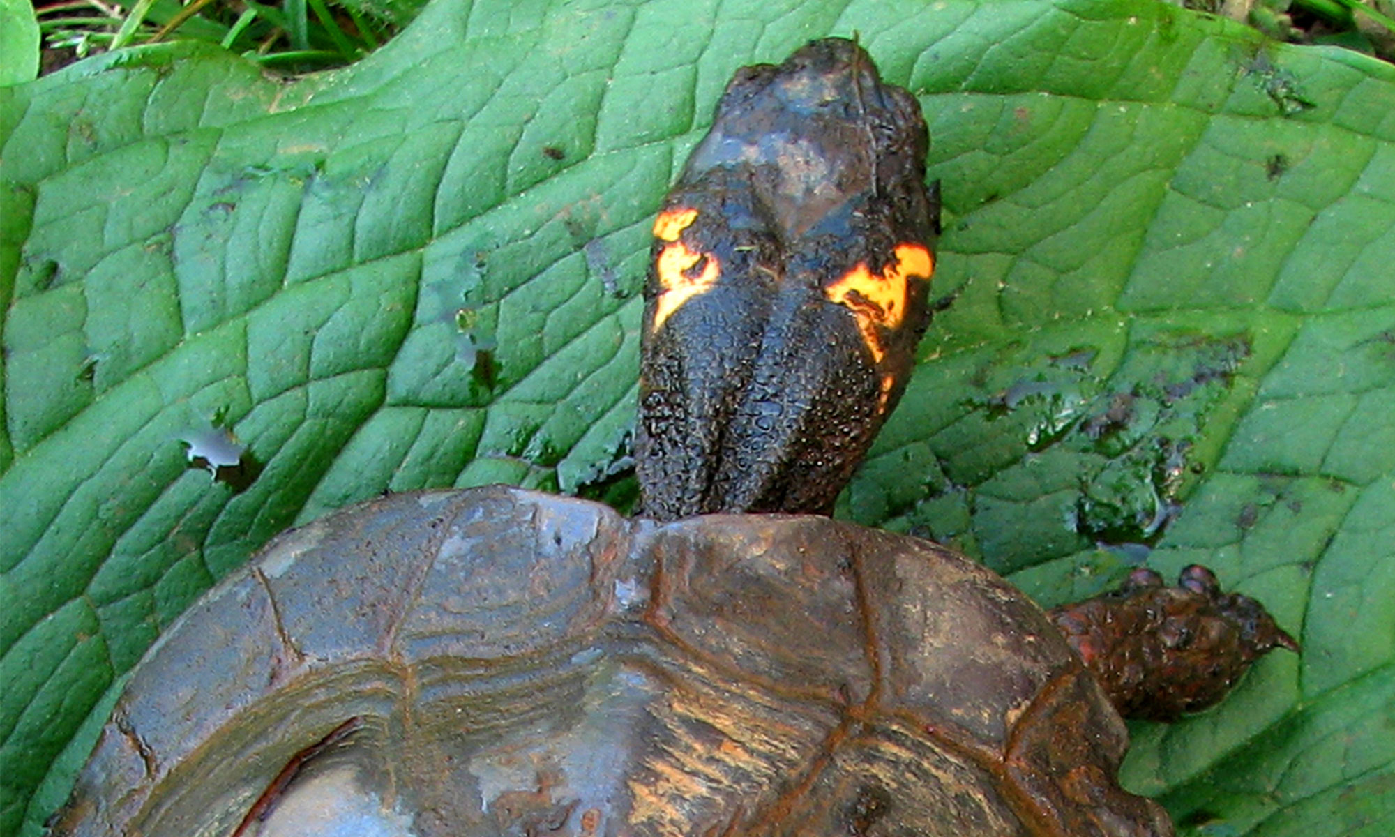 Wallace Montgomery: Hampstead Bypass Bog Turtle Habitat Management