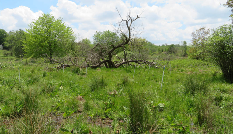 Wallace Montgomery: Hampstead Bypass Bog Turtle Habitat Management