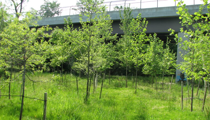 Wallace Montgomery: Cherry Hill Road Wetlands