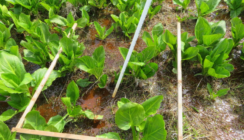 Wallace Montgomery: Hampstead Bypass Bog Turtle Habitat